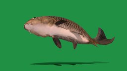 Common Carp Fish (Endangered) marine, fish, animals, creatures, aquatic, nature, game-ready, animations, carp, game-assets, freshwater, endangered, marine-life, lowpoly, omnivorous, cyprinus-carpio, nyi, nyilonelycompany, noai, common-carp, eurasian-carp, anyimals, european-carp, marine-animals