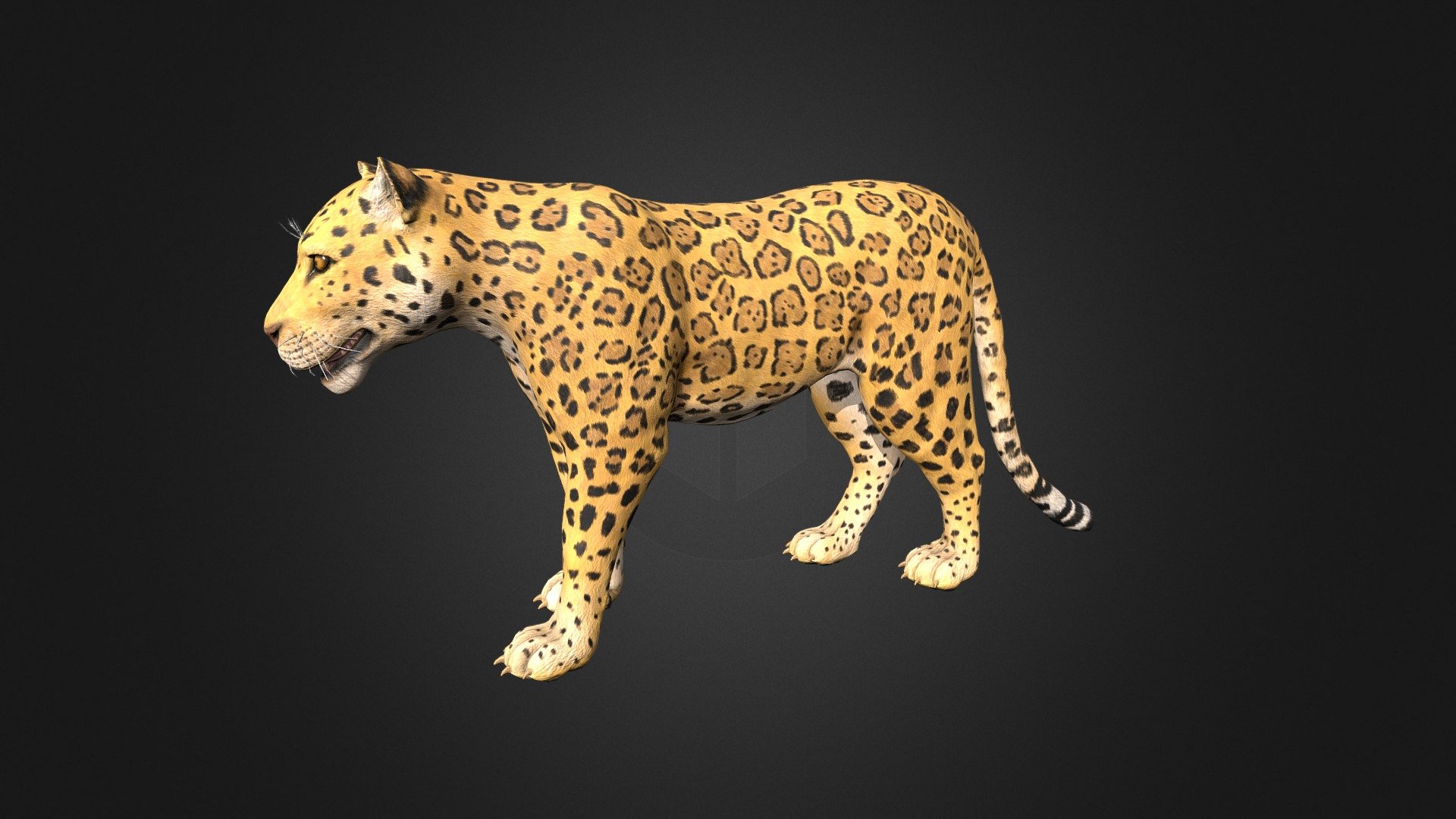 This asset has Jaguar model.

Model has 4 LOD.




25750 tris

17000 tris

8950 tris

6000 tris

Diffuse, normal and metallic / roughness maps (all maps 2048x2048).

The model has 2 types of color.

76 animations (IP/RM)

Attack(1-3), walk (F,FL,FR,B,BL,BR), Run (F,FL,FR), Run_Jump, Trot (F,FL,FR), Swim (F,FL,FR,B,BL,BR), Swim_Idle, Swim_turn(Left/Right), Jump_In_Place, Jump_F, Jump (start/landing), Jump_Loop (up, horisontal, down),Hit (F,M,B) , Lie (Start/end), Lie_Idle 1-3, Sleep (start, idle, end), Idle 1-3, death, eat, turn (left/right) etc.

If you have any questions, please contact us by mail: Chester9292@mail.ru - Jaguar - Buy Royalty Free 3D model by Darina3D 3d model