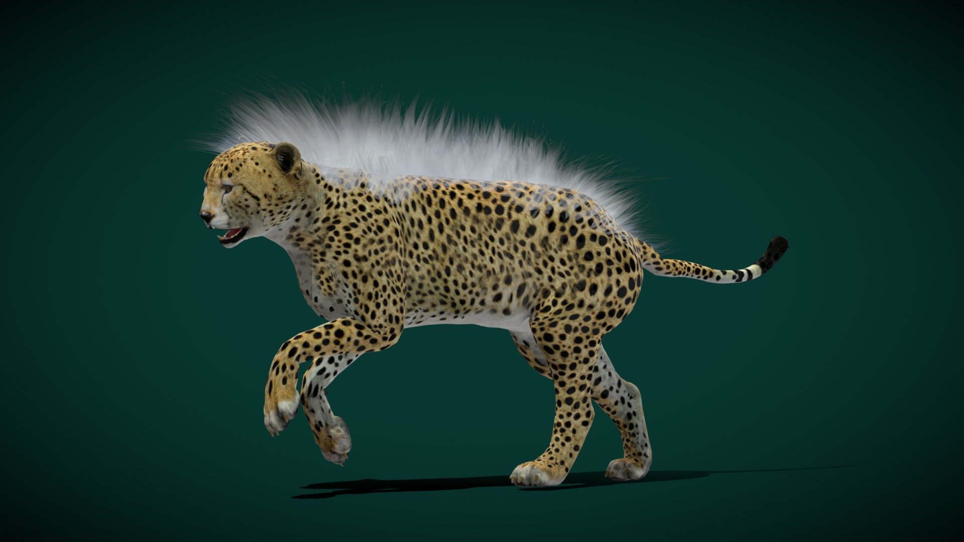 Young Cheetah Cat  (Large cat)  Animalia

Acinonyx jubatus Animal Mammal ( tawny to creamy white) Carnivora ,Felidae

1 Draw Calls

-

Game Ready Asset

Subdivision Surface Ready

9 Animations

4K PBR Textures Materials

Unreal FBX (Unreal 4,5 Plus)

Unity FBX

Blend File 3.6.5 LTS

USDZ File (AR Ready). Real Scale Dimension (Xcode ,Reality Composer, Keynote Ready)

Textures Files

GLB File (Unreal 5.1 Plus Native Support)


Gltf File ( Spark AR, Lens Studio(SnapChat) , Effector(Tiktok) , Spline, Play Canvas,Omiverse )




Triangles -35546



Faces -35026

Edges -65511

Vertices -33036

Diffuse, Metallic, Roughness , Normal Map ,Specular Map,AO
The cheetah is a large cat with a tawny to creamy white or pale buff fur that is marked with evenly spaced, solid black spots. Its head is small and rounded, with a short snout and black tear-like facial streaks. It reaches 67–94 cm at the shoulder, and the head-and-body length is between 1.1 and 1.5 m 3d model