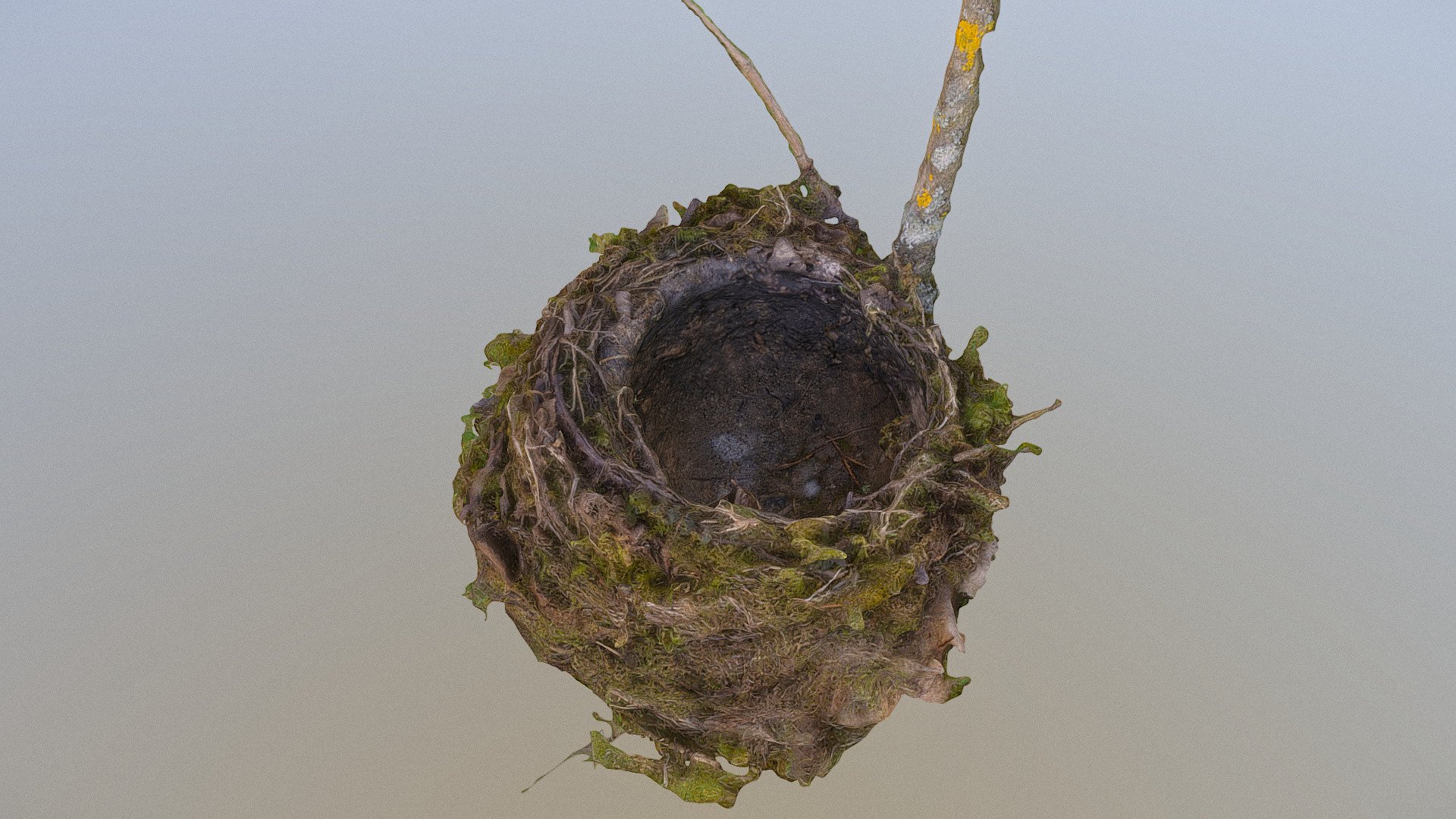 Natural bird bird's birds nest on tree bush forest brach, made of moss and straws

Photogrammetry scan 160x24MP, 3x16K texture - Bird nest - Buy Royalty Free 3D model by matousekfoto 3d model
