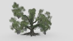 Live Oak-SK-06 tree, plant, plants, oak, live, unreal, nature, liveoak, newstyle