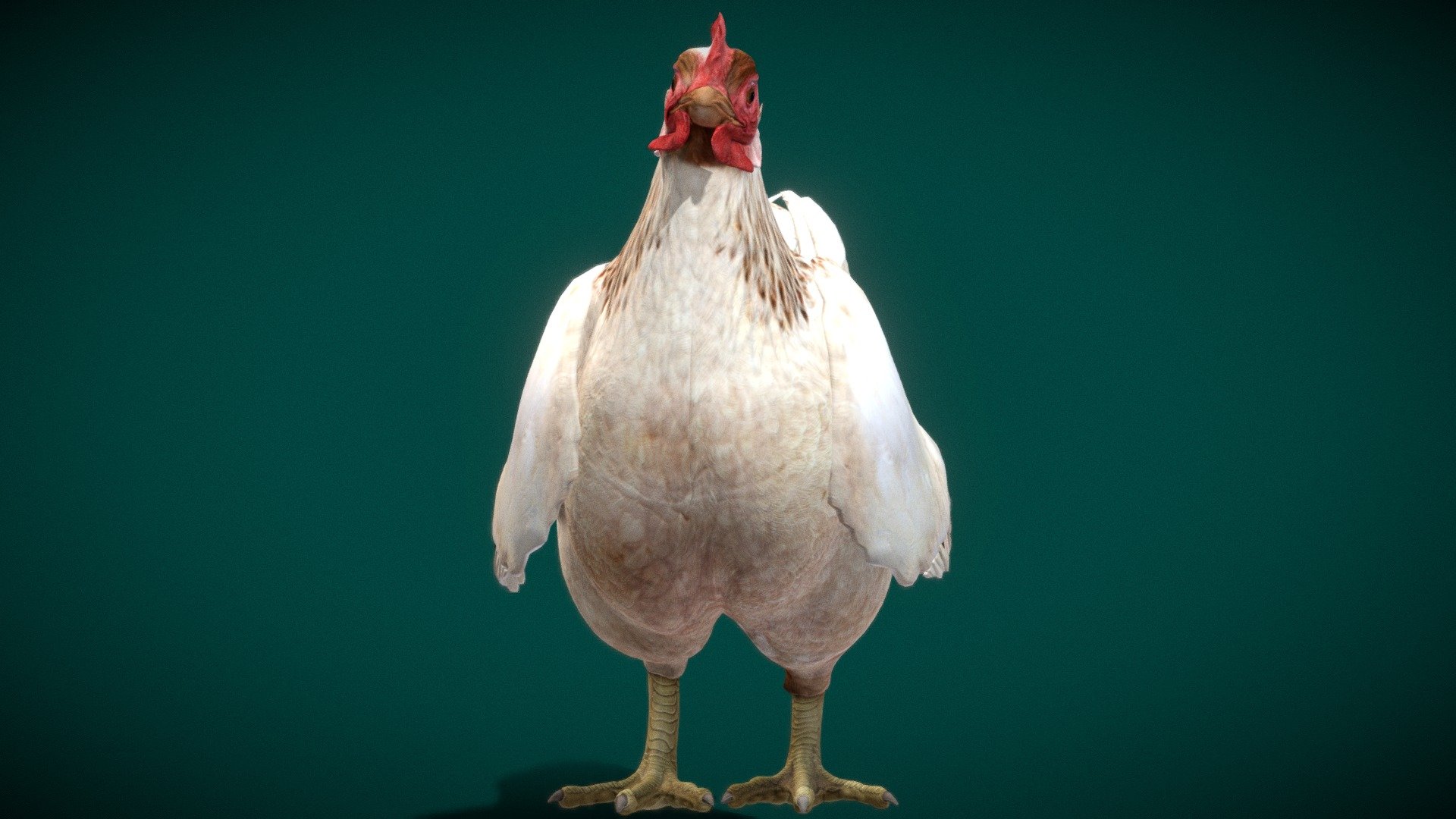 **Gallus_gallus_domesticus

White Hen  Animal Birds (Chicken)

Game Ready

5 Animations

4K PBR Textures Material

Unreal ,Unity FBX File (2018)(Seperate file + All)

Blend File 

USDZ File (AR Ready). Real Scale Dimension

Textures Files

GLB File

Gltf File ( Spark AR, Lens Studio , Effector , Spline, Play Canvas ) Compatible**

The chicken is a domesticated species that arose from the red junglefowl, originally from India. They have also partially hybridized with other wild species of junglefowl. Rooster and cock are terms for adult male birds, and a younger male may be called a cockerel. A male that has been castrated is a capon. Wikipedia
Scientific name: Gallus_gallus_domesticus
Domain: Eukaryota
Family: Phasianidae
Kingdom: Animalia
Order: Galliformes
Phylum: Chordata - Hen The Chick (Game Redy) - 3D model by Nyilonelycompany 3d model