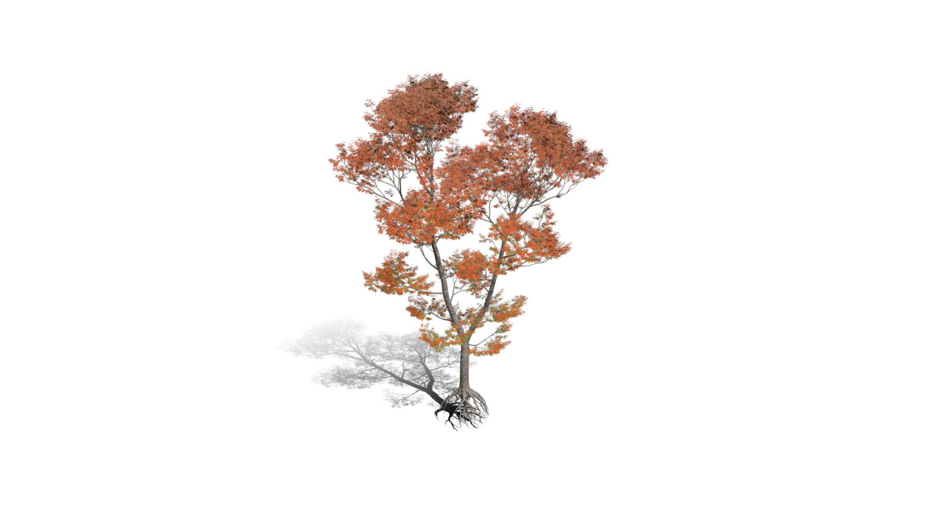 Model specs:





Species Latin name: Quercus rubra




Species Common name: Northern red oak




Preset name: Forest 1 fall mat 100




Maturity stage: Old




Health stage: Thriving




Season stage: Fall




Leaves count: 59097




Height: 18.6 meters




LODs included: Yes




Mesh type: static




Vertex colors: (R) Material blending, (A) Ambient occlusion



Better used for Hi Poly workflows!

Species description:





Region: North America




Biomes: Forest




Climatic Zones: Cold temperate,Warm temperate




Plant type: Broadleaf tree



This PlantCatalog mesh was exported at 40% of its maximum mesh resolution. With the full PlantCatalog, customize hundreds of procedural models + apply wind animations + convert to native shaders and a lot more: https://info.e-onsoftware.com/plantcatalog/ - Realistic HD Northern red oak (70/138) - Buy Royalty Free 3D model by PlantCatalog 3d model