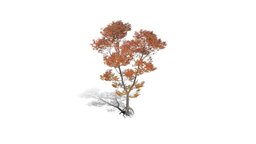 Realistic HD Northern red oak (70/138) trees, tree, plant, forest, plants, outdoor, foliage, nature, north-america, broadleaf-tree