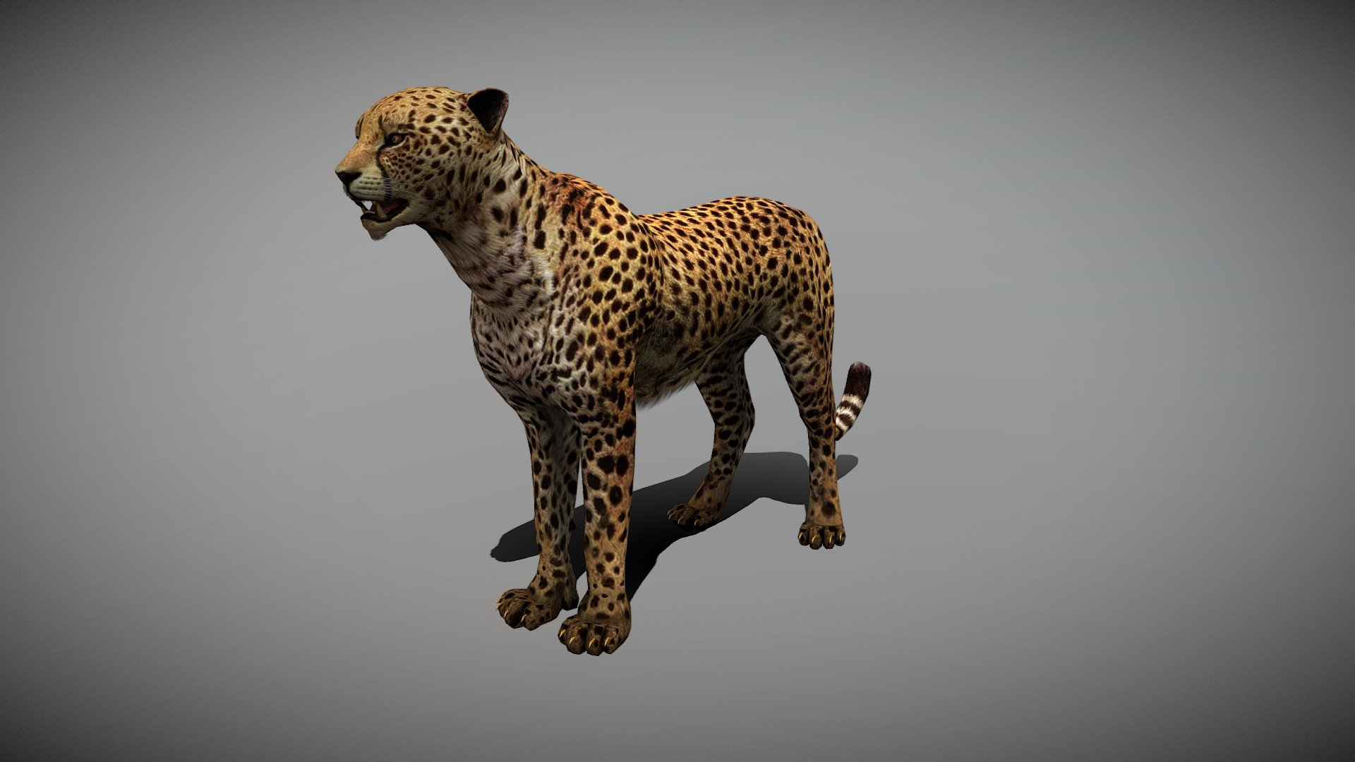 WATCH = https://youtu.be/OS6QBL5oyG8
3D Cheetah Realistic Character


PACKAGE INCLUDE



High quality model, correctly scaled for an accurate representation of the original object

High Detailed Photorealistic Cheetah, completely UVmapped and smoothable

Model is built to real-world scale.

Many different format like blender, fbx, obj, iclone, dae

Separate Loopable Animations

Ready for animation

High Quality materials and textures

Triangles = 4876

Vertices = 2605

Edges = 7445

Faces = 4876


ANIMATIONS



Idle

Sit

Walk

Run

Eat

Attack 1

Attack 2

Jump

+Many different 3d Print Poses


NOTE



GIVE CREDIT BILAL CREATION PRODUCTION

SUBSCRIBE YOUTUBE CHANNEL = https://www.youtube.com/BilalCreation/playlists

FOLLOW OUR STORE = https://sketchfab.com/bilalcreation/models

LIKE AND GIVE FEEDBACK ON THE MODEL


CONTACT US                 =  https://sites.google.com/view/bilalcreation/contact-us

ORDER  DONATION   =  https://sites.google.com/view/bilalcreation/order - CHEETAH ANIMATED - Buy Royalty Free 3D model by Bilal Creation Production (@bilalcreation) 3d model
