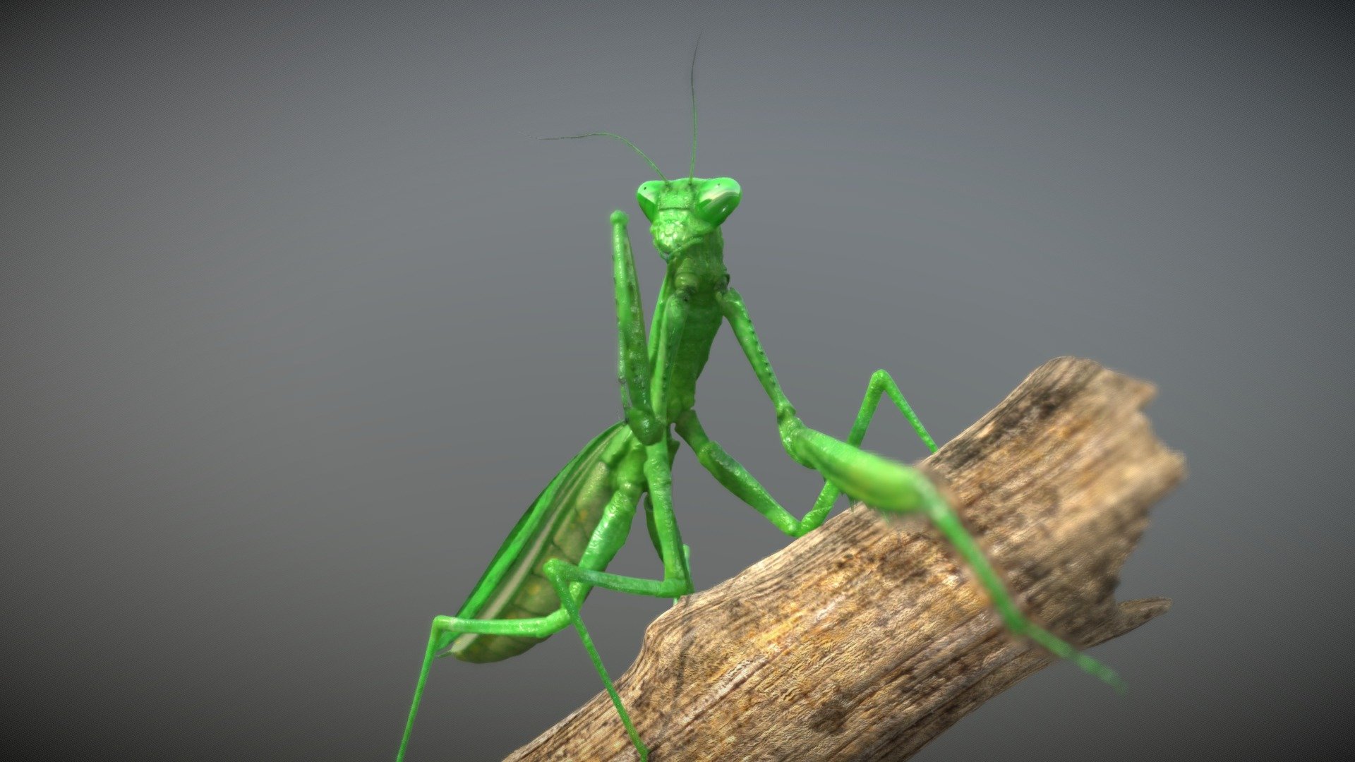 Mantis - Buy Royalty Free 3D model by NestaEric 3d model