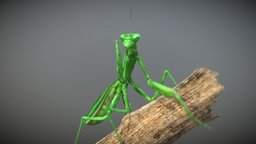 Mantis green, insect, bug, mantis, bugs, dictyoptera, orthoptera, insecta, grasshoppers, insects-animals, cockroaches, phasmatodea, photoshop, 3dsmax, animal, termites, blattodea, mantodea, raptorial, mantispidae
