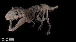 Tyrannosaurus rex fossil, tyrannosaurus, tyrannosaurus-rex, metashape, agisoft, palaeontology, dinosaur
