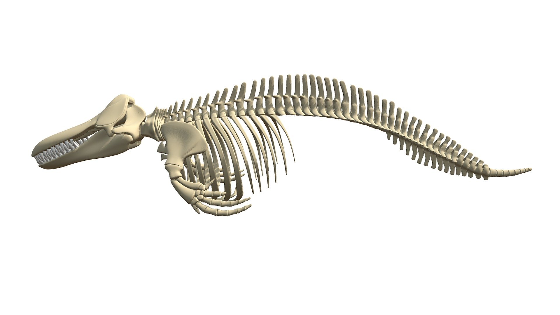 Quality 3d model of killer whale Orca skeleton 3d model