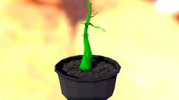 Pea Sprout 