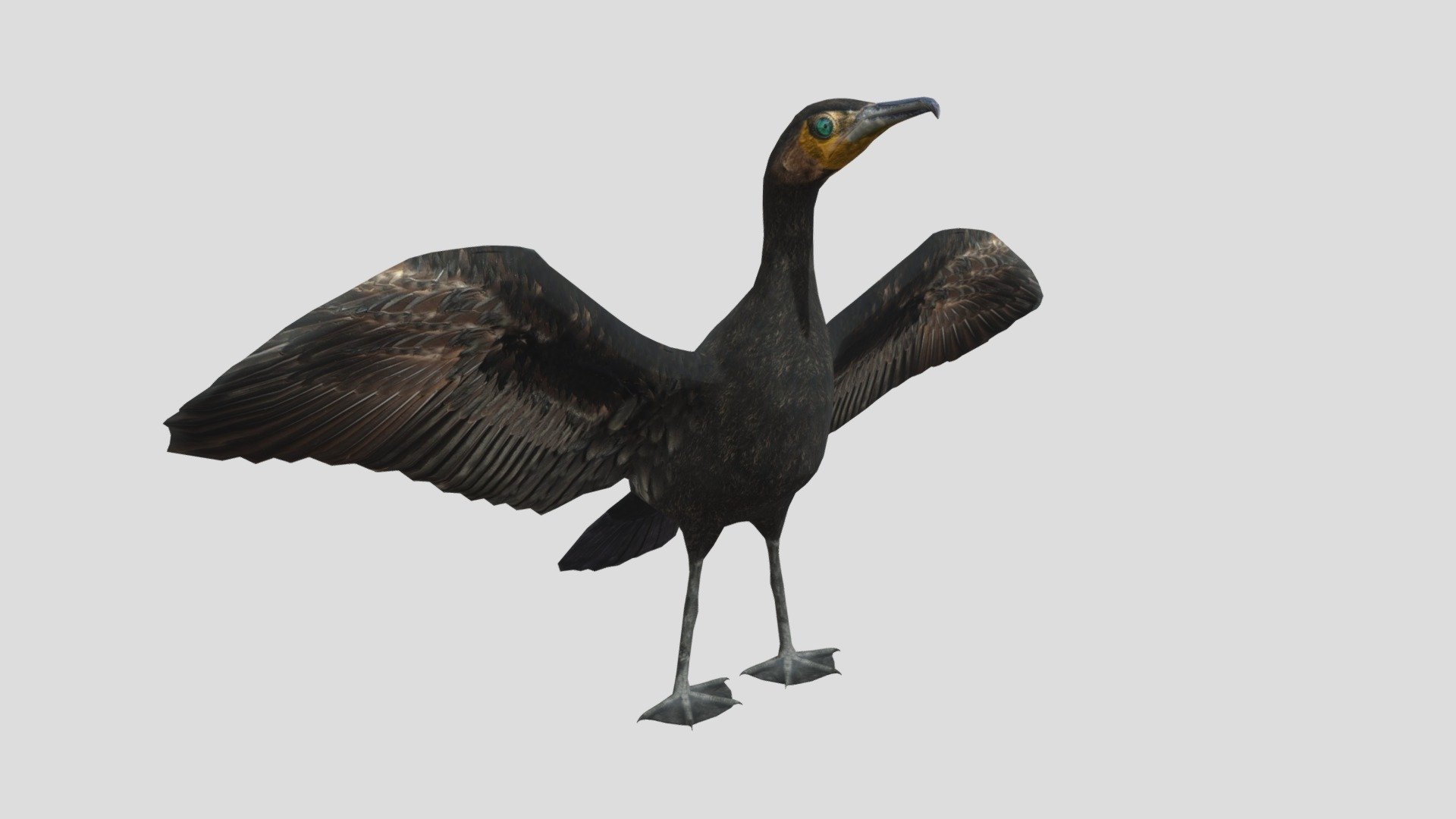 The great cormorant (Phalacrocorax carbo), known as the great black cormorant across the Northern Hemisphere, the black cormorant in Australia, the large cormorant in India and the black shag further south in New Zealand, is a widespread member of the cormorant family of seabirds.

Low polygon 3d model.
Textures color,normal  and roughness maps JPEG.
Textures size 4096x4096 pxls 3d model