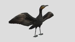 Great Cormorant_blend bird, africa, australia, wild, predator, america, nature, europe, seabird, animal