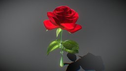 Rose red, flower, flowers, valentine, love, rose, fresh, roses