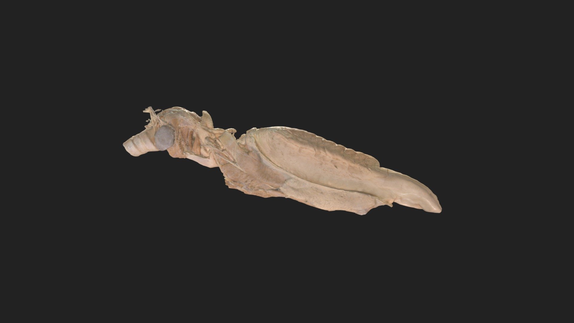cross-section of a horses tongue 

size of specimen: 523.3 x 119.9 x 37.7 mm

3D scanning performed with the structured light scanner “Artec Space Spider” - tongue horse - 3D model by vetanatMunich 3d model