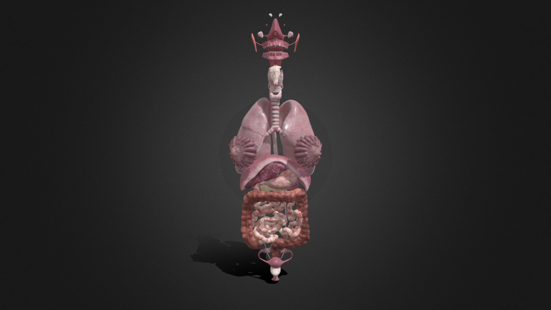 Female Internal Organs - 3D model by Adrian Ngwenya (@saart188) 3d model
