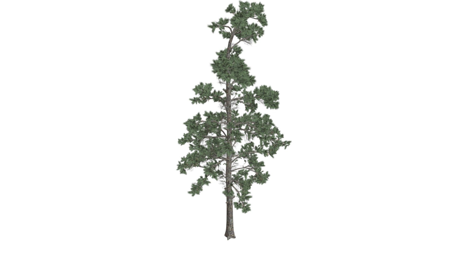 This 3D model of the Eastern White Pine Tree is a highly detailed and photorealistic option suitable for architectural, landscaping, and video game projects. The model is designed with carefully crafted textures that mimic the natural beauty of a real Eastern White Pine Tree. Its versatility allows it to bring a touch of realism to any project, whether it's a small architectural rendering or a large-scale landscape design. Additionally, the model is optimized for performance and features efficient UV mapping. This photorealistic 3D model is the perfect solution for architects, landscapers, and game developers who want to enhance the visual experience of their project with a highly detailed, photorealistic Eastern White Pine Tree 3d model