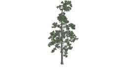 Eastern White Pine #02 tree, white, pine, eastern, realistic, photoreal, conifer