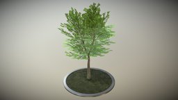 Tilia Tree tree, flora, baum, vegetation, linde, game-ready, vis-all-3d, 3dhaupt, low-poly