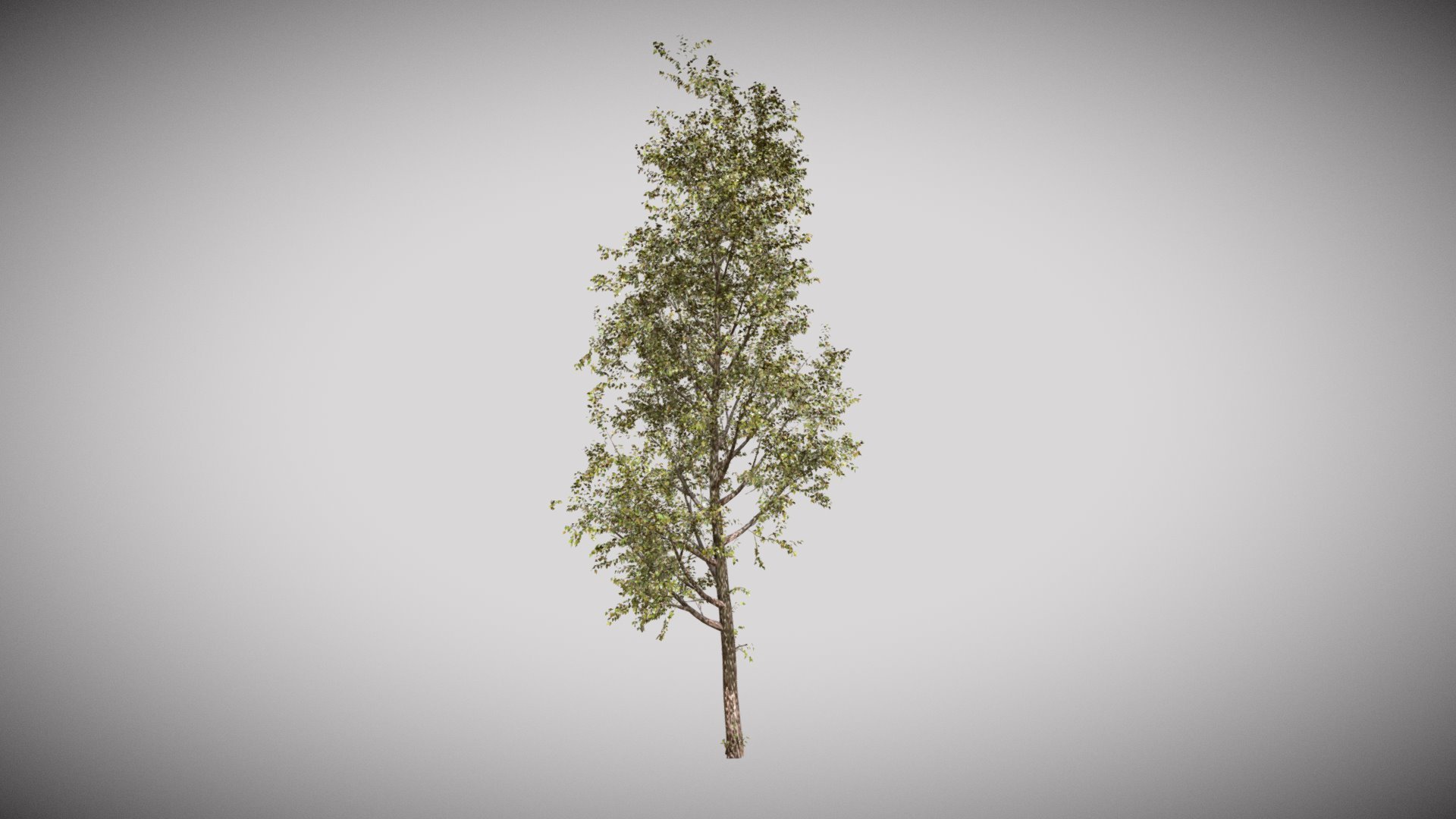 PBR Specular/Glossiness - One Material 4k

 Diffuse

 Gloss

 Normal

 Ambient Occlusion - Poplar Tree - One Material - Buy Royalty Free 3D model by Francesco Coldesina (@topfrank2013) 3d model