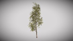 Poplar Tree tree, plant, garden, vegetation, unwrap, poplar, pbr