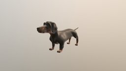 Dog Dachshund -Tacskó