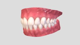 Realistic Mouth for character body, mouth, anatomy, photorealistic, teeth, tongue, dental, jaw, tooth, dentist, realistic, head, smile, gum, molar, character, skull, man, human, rigged