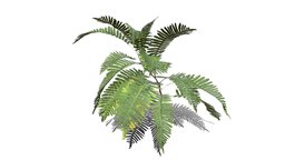Realistic HD Common polypody fern (17/55)