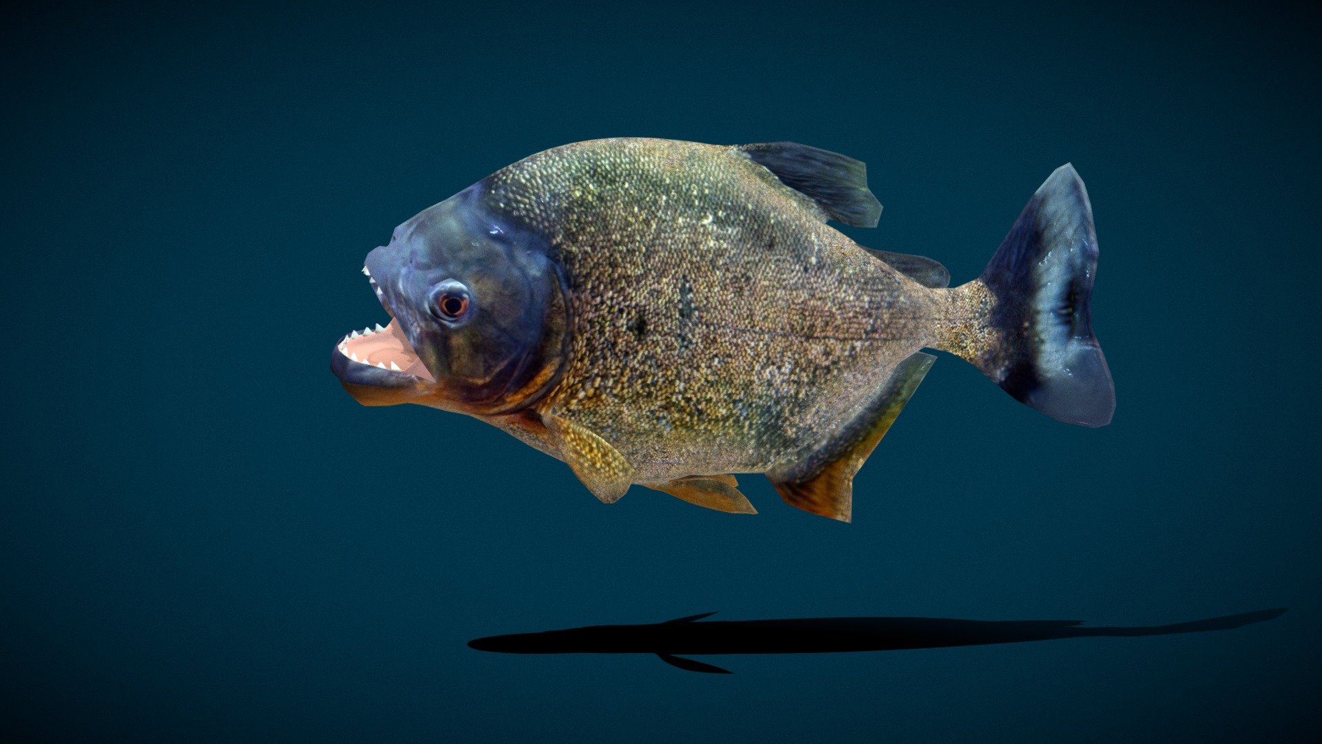 Low Poly

Animated (Idle to Swim)

4K PBR Textures

Blend File (With smooth Corrective Much better)


A piranha or piraña is one of a number of freshwater_fish in the family Serrasalmidae, or the subfamily Serrasalminae within the tetra family, Characidae in order Characiformes. These fish inhabit South American rivers, floodplains, lakes and reservoirs. Wikipedia
Family: Serrasalmidae
Missing taxonomy template (fix): Clupeocephala
Order: Characiformes
Pygocentrus_nattereri - Piranha Fish (Low poly) - 3D model by Nyilonelycompany 3d model