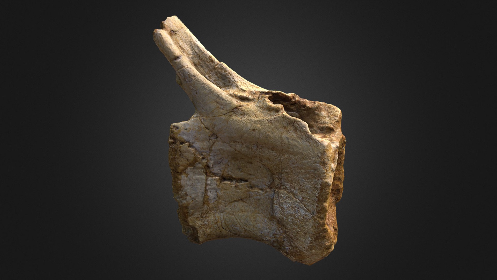 A distal caudal vertebra of a Spinosaurid from Morocco. 

Location: Kem Kem Beds, Morocco

Age: Cenomanian, Late Cretaceous

Height: 6.7 cm - Spinosaur Caudal Vertebra - Buy Royalty Free 3D model by Olof Moleman (@lordtrilobite) 3d model