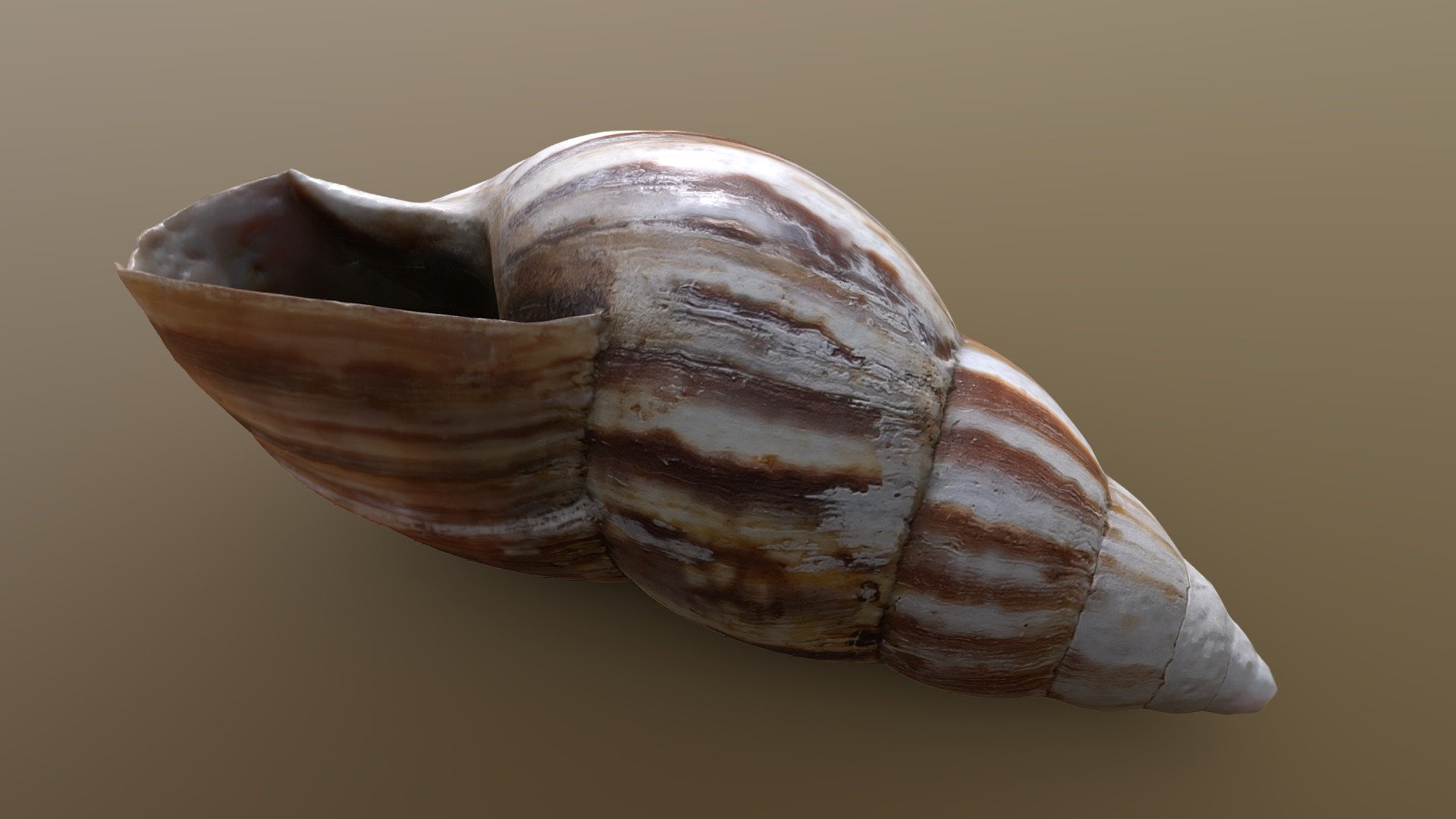 Quick scan of a Lissachatina fulica shell that my sister brought me from Mauritius




Made with Metashape, Blender and Subtance painter



If you have any questions, contact me.

 
 

 - Shell - Buy Royalty Free 3D model by Zacxophone 3d model