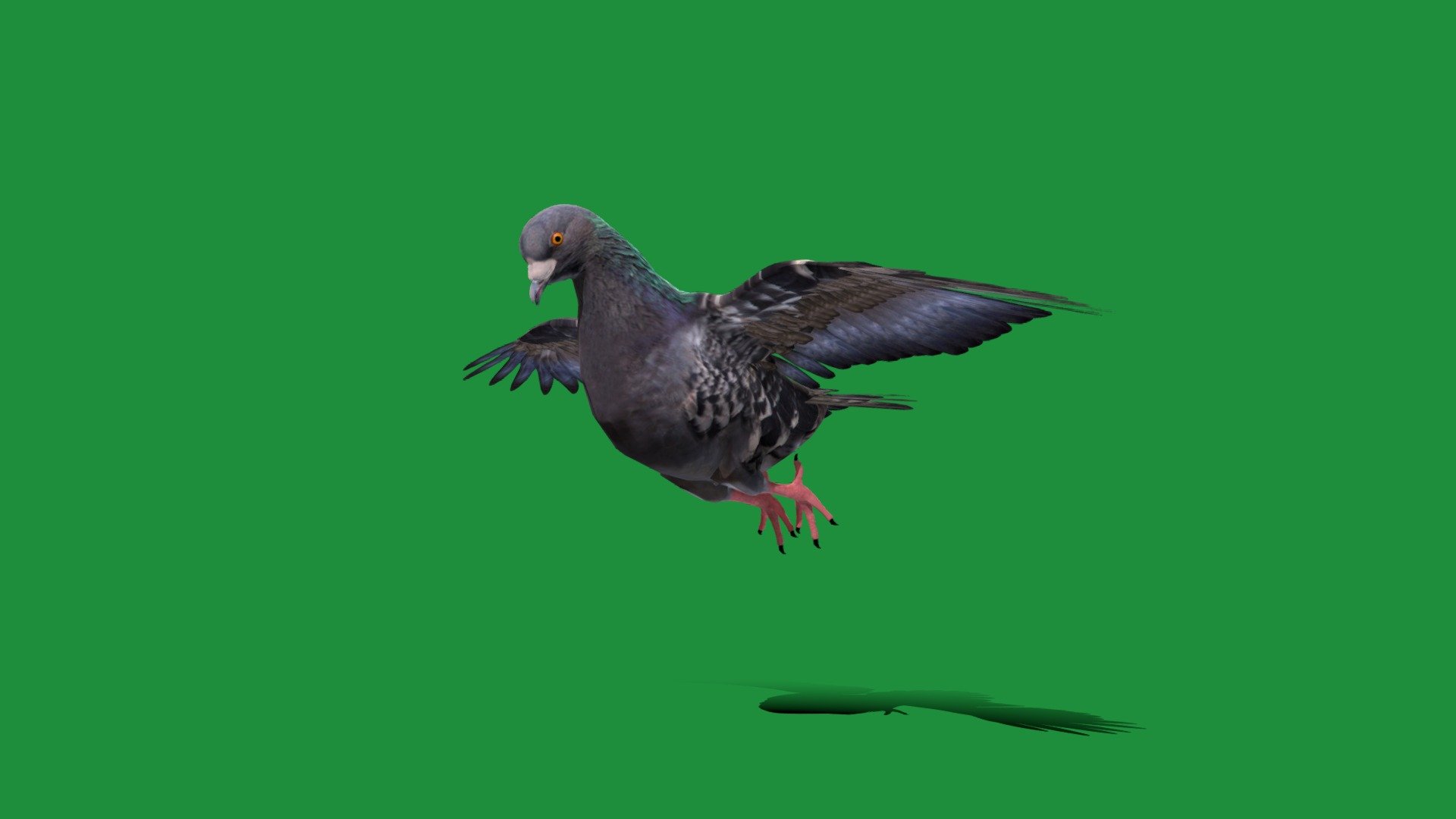 Gascogne Pigeon Bird (domestic pigeon)Bleu de Gascogne,fitness-pigeons,Columbidae

Columba livia Animal Bird Breed (Aves)Pet,Cute

1 Draw Calls

MidPoly

Game Ready (Asset)

Subdivision Surface Ready

Single - Animations 

4K PBR Textures 1 Material

Unreal/Unity FBX 

Blend File 3.6.5 LTS / 4 Plus

USDZ File (AR Ready). Real Scale Dimension (Xcode ,Reality Composer, Keynote Ready)

Textures Files

GLB File (Unreal 5.1 Plus Native Support,Gadot)


Gltf File ( Spark AR, Lens Studio(SnapChat) , Effector(Tiktok) , Spline, Play Canvas,Omiverse ) Compatible




Triangles -21094



Faces -13036

Edges -30803

Vertices -18022

 Diffuse, Metallic, Roughness , Normal Map ,Specular Map,AO

The Gascony blue has as its ancestor the rock pigeon , but it is very close in its plumage and its conformation to the woodpigeon and even more to the stock dove 3d model