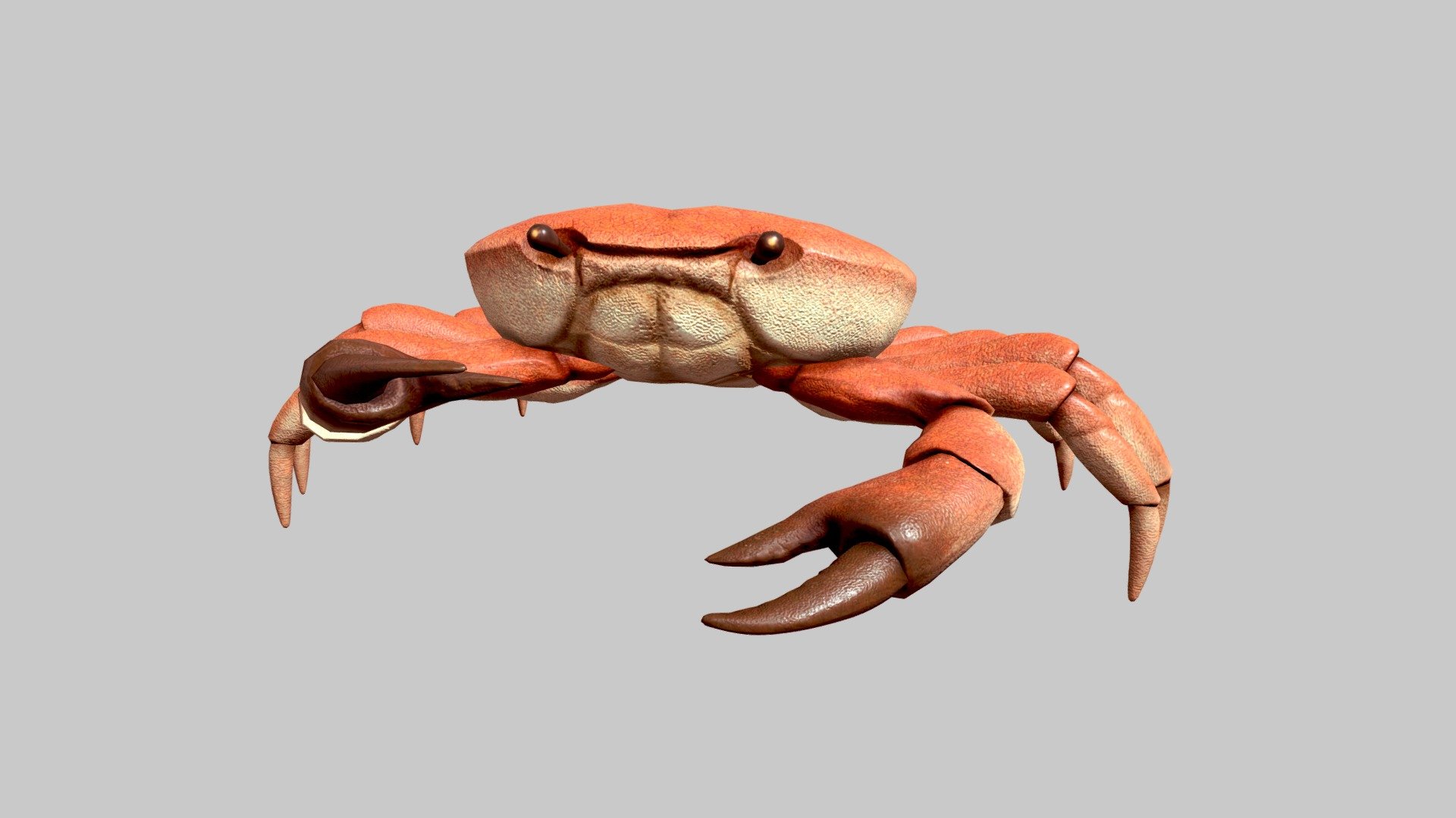 Originally modelled in MAYA. Detailed enough for close-up renders. The file contains textures and standard materials.



Features:



-PBR texturing.

-UV unfolded.

-All materials, textures are included.

-Animations included. (idle, walk left, walk right)

-No special plug-in needed to open scene.
 - crab - Buy Royalty Free 3D model by JoyTsai 3d model