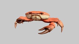 crab marine, organism, rigging, life, other, underwater, crab, ocean, nature, wildlife, arthropod, character, 3d, texture, model, creature, animal, rigged, sea