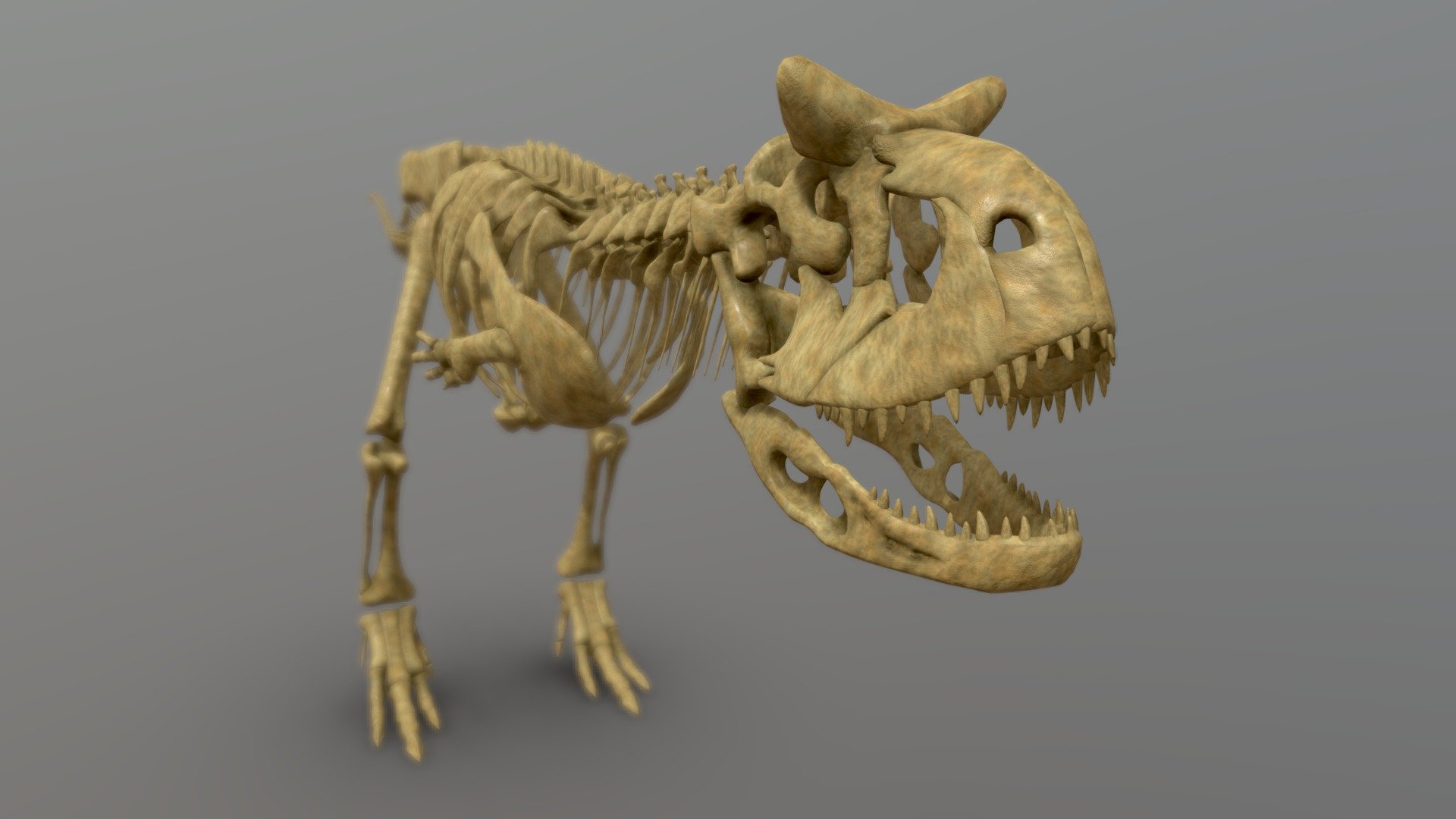 Carnotaurus sastrei (skeleton) - Download Free 3D model by Magorius 3d model