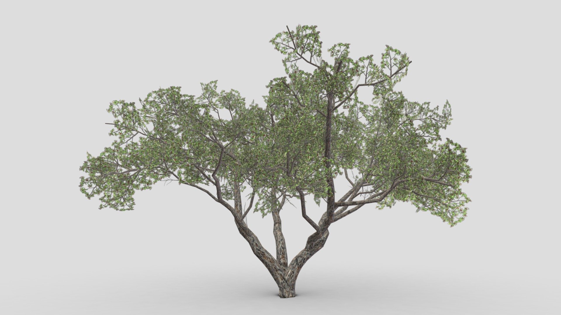 This is a 3D lowpoly Brazilian Pequi Tree. You can you use this for your project and games. The pequi tree grows up to 10 m (30 ft) tall. It is common in the central Brazilian cerrado habitat[1] from southern Pará to Paraná and northern Paraguay. Its leaves are large, tough, hairy and palmate, with three leaflets each. Unlike most other cerrado trees, it bears flowers in the dry winter months, approximately July to September 3d model