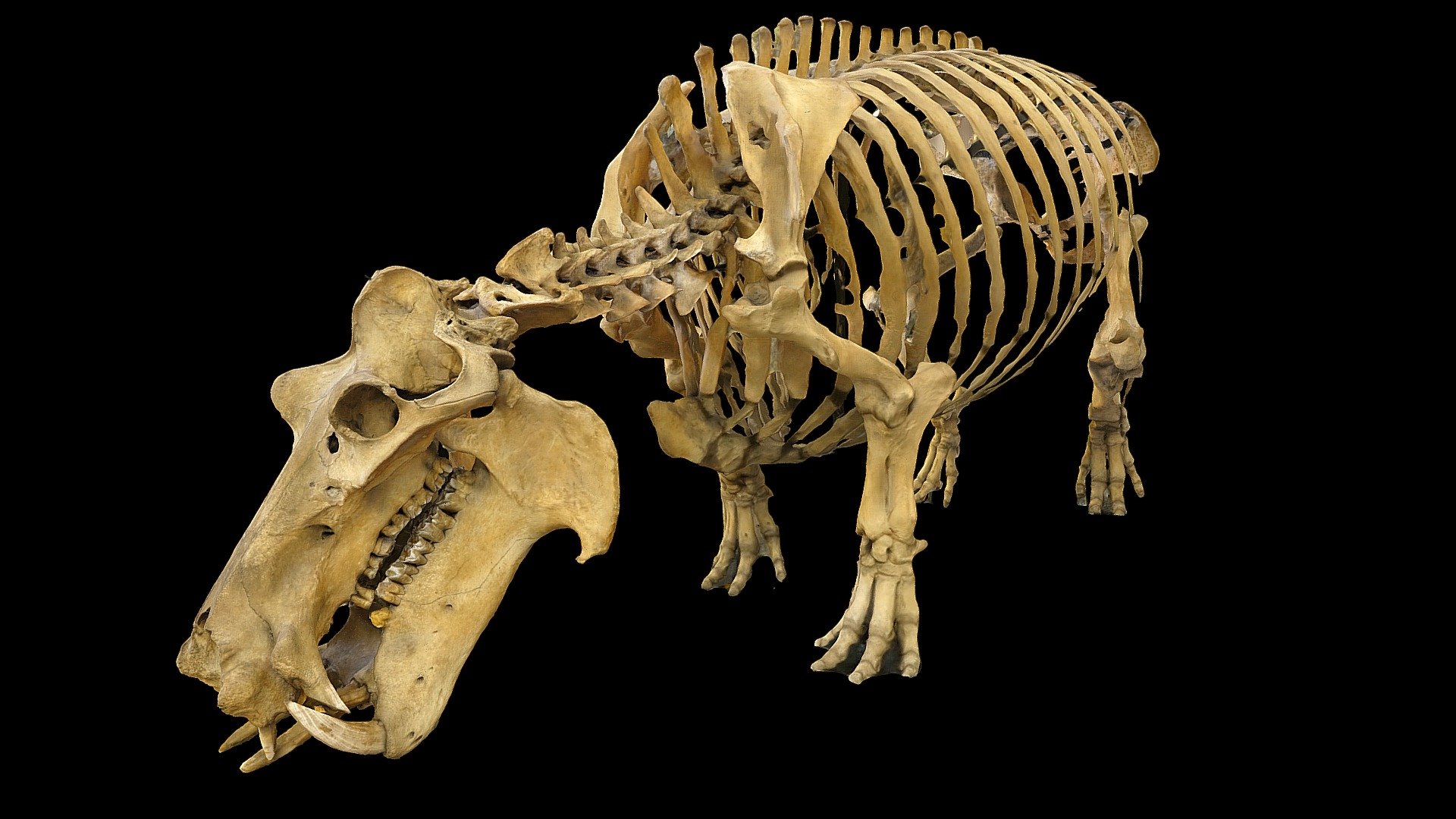 From the collection of the University of Liège (Belgium).
Photogrammetry using Reality Capture and Panasonic TZ80 - Hippopotamus Skeleton - Buy Royalty Free 3D model by LZ Creation (@jmch) 3d model