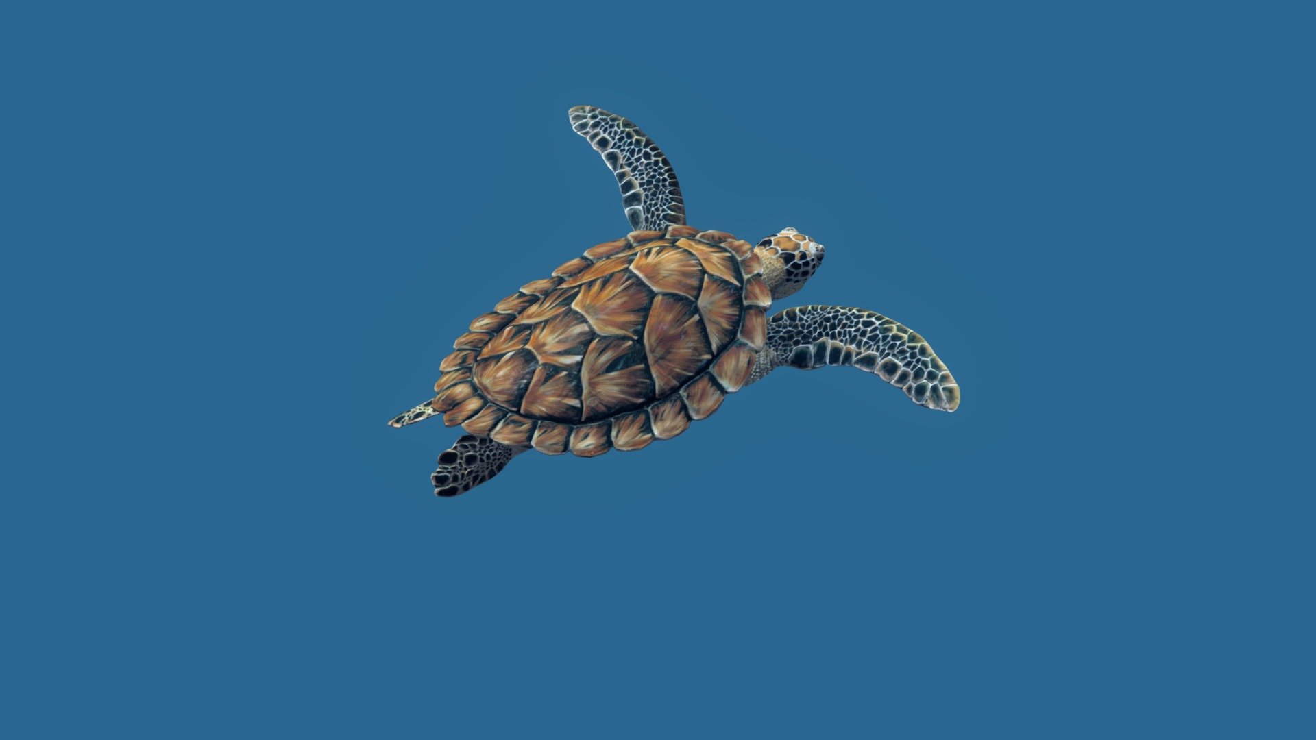 Sea Green Turtle

Loop animation 17 sec (0-425 frames)



Tools used Zbrush &amp; Maya

You can always find my assets in the Unity store. Just type in the search bar &ldquo;CGSoul