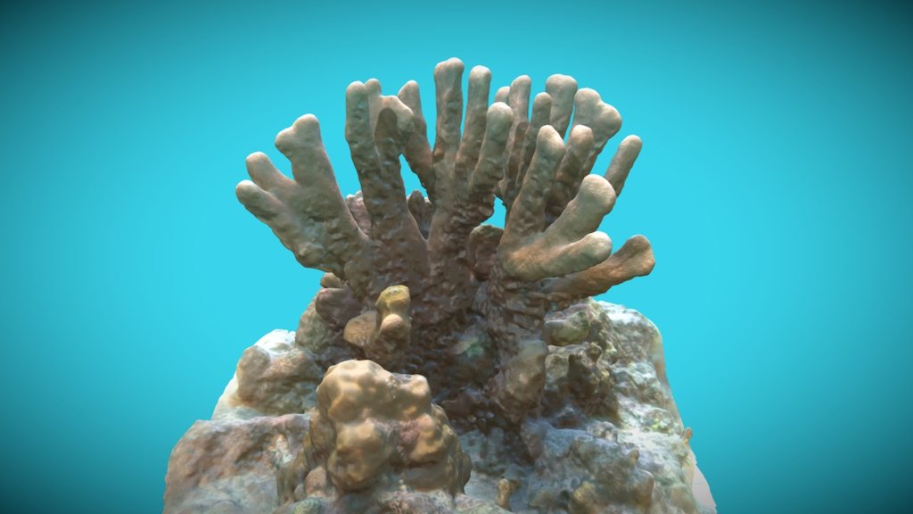 Exported texture as JPG

Included vertex normals,

Precision: 8cm

No UDIM texture layout
 - MAL Coral Columnar,Coral Garden, 201611 - 3D model by BlueNomadsOrg Hydrography Philippines (@blueNomadsOrg) 3d model