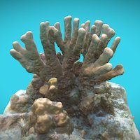 MAL Coral Columnar,Coral Garden, 201611 ocean, coralreef, nomad, mapping3d