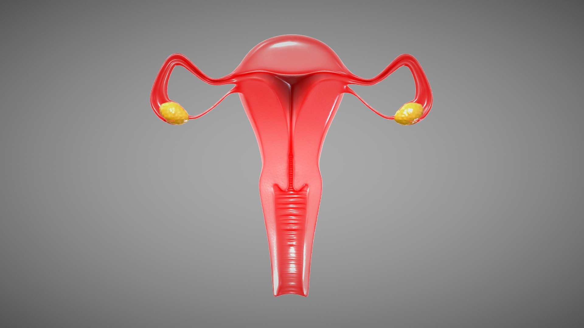 A female's internal reproductive organs are the vagina, uterus, fallopian tubes, and ovaries. The vagina is a muscular, hollow tube that extends from the vaginal opening to the uterus. Because it has muscular walls, the vagina can expand and contract.


Obj files.
Optimized UVs.
4k Maps (Texture, Normal, Ambient occlusion, Cavity)
 - Female Reproductive System - Buy Royalty Free 3D model by Nima Heydari (@h3ydari96) 3d model