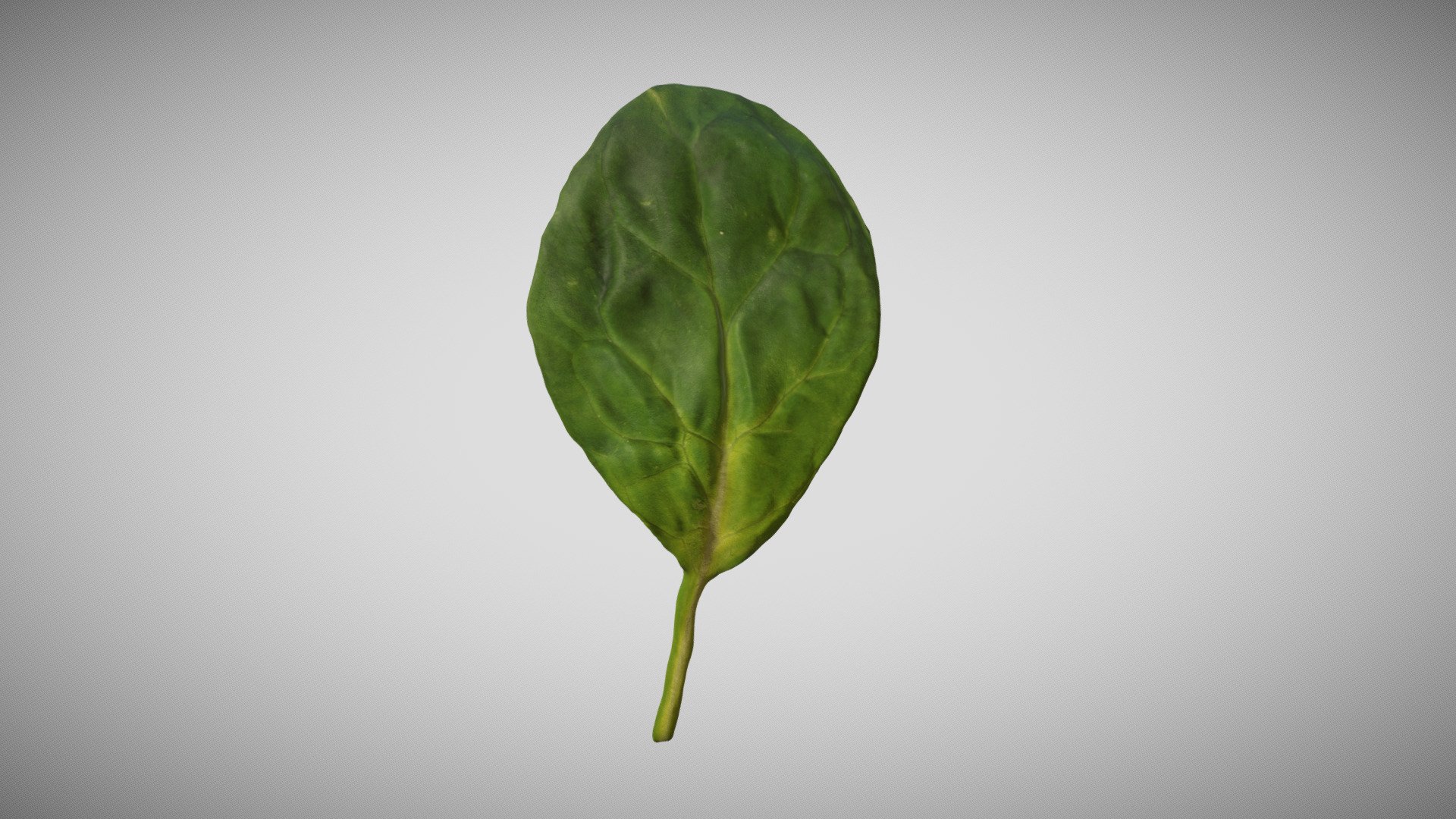 Baby Spinach Leaf 1 3D Scan captured with Canon 5DSR with Macro Lens, using cross-polarization lighting for flat light and elimination of highlights, which captures a more true color and more points for the point cloud, which is then surfaced to a mesh. Package includes low and high poly OBJs (1,241 polys and 19,856 polys), diffuse map (4k), normal map (4k), glossy map (2k), specular map (2k), and mtl files (so you can drag-and-drop to view obj with texture). The models have quad meshes with UVs 3d model