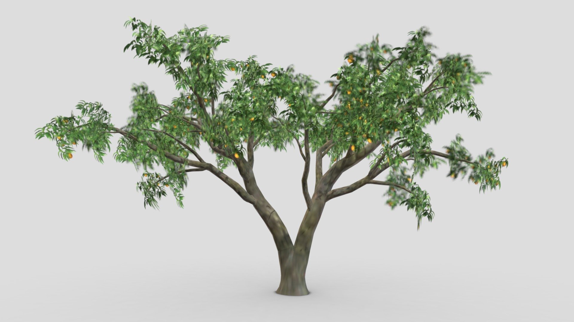 This is a low poly 3D model of Orange Tree. You can use this model in your projects 3d model