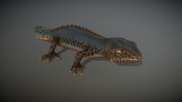Alpine Newt lizard, reptile, alpine, amphibian, salamander, newt, creature, dragon, alpine_newt, ichthyosaura