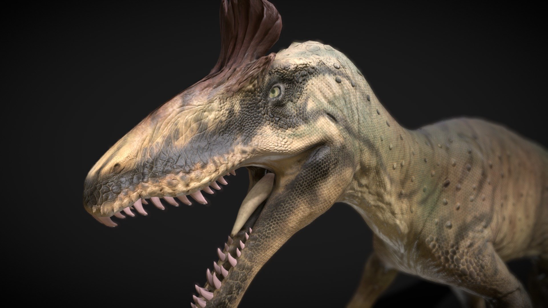 Cryolophosaurus, a striking theropod dinosaur from the Early Jurassic, strides into the prehistoric scene with its distinctive head crest and formidable presence. Discovered in Antarctica, this carnivorous dinosaur adds a touch of intrigue to the southern polar regions.

With a name meaning &ldquo;frozen crested lizard,