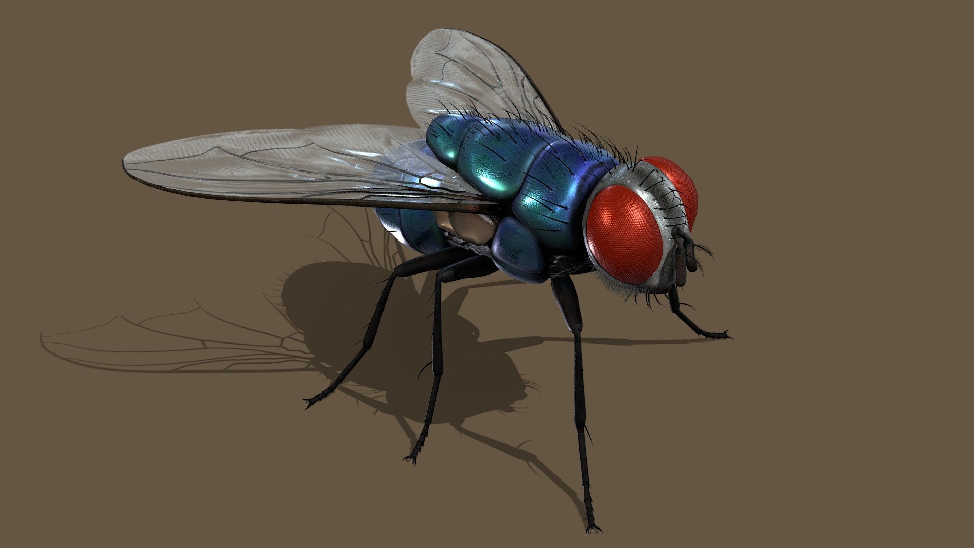 The Fly - 3D model by zulo3d 3d model