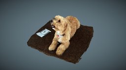 Zoie a "maltipoo": 3D scan by QuickPic3D QP104HR 3dscanner, dog, pet, vr, figurine, fur, furry, fullcolor, capturingreality, maltesepoodle, 3dprint, photogrammetry
