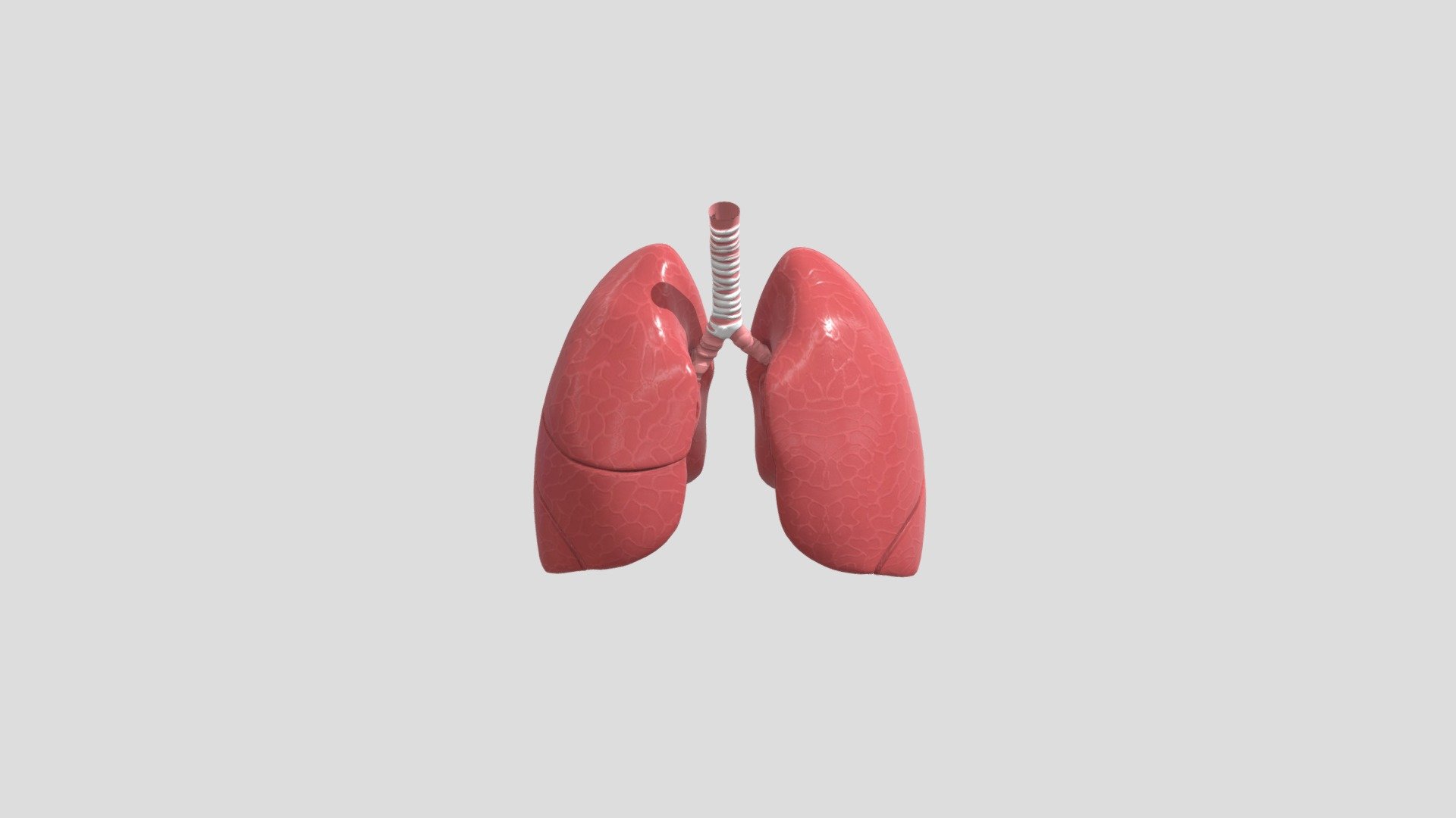 This is my 3D Human Lungs, Created in Maya 3d model