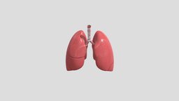 Deepak Kumar_Lungs rigging, lungs, 3ddesign, modeling-maya, texturing, animation, 3dmodel, 3dlungs