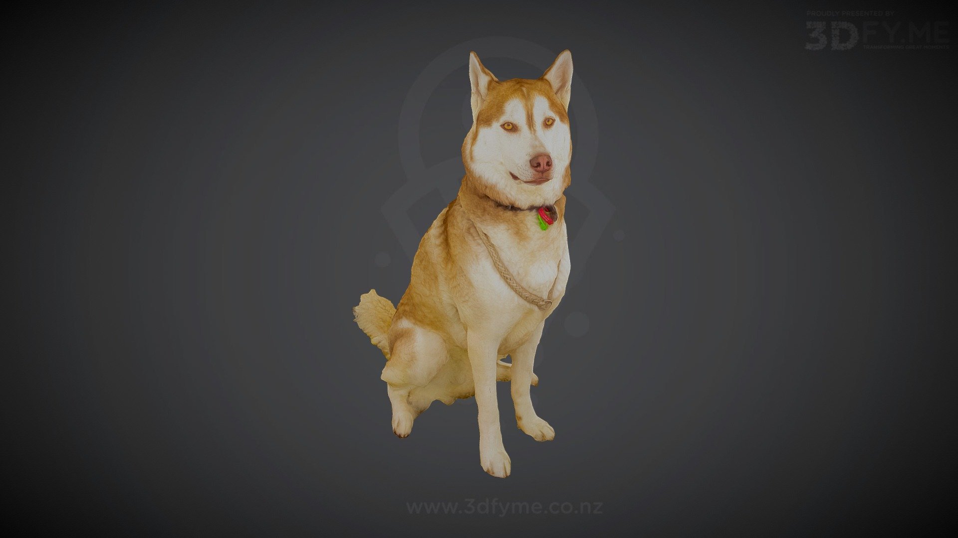 Whisky, Siberian Husky (3D-Scan, 100 pics) - 3D model by 3Dfy.me New Zealand (@smacher2016) 3d model