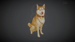 Whisky, Siberian Husky (3D-Scan, 100 pics) dog, pets, canine, 3d-scan-photogrammetry